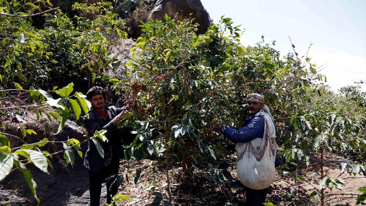 Çiftçiler kahve yerine "gat" yetiştiriciliğine yöneldi
