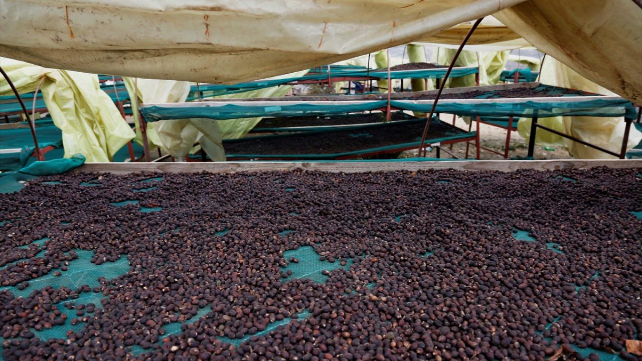 Yemen kahvesinin kalitesi doğasından geliyor