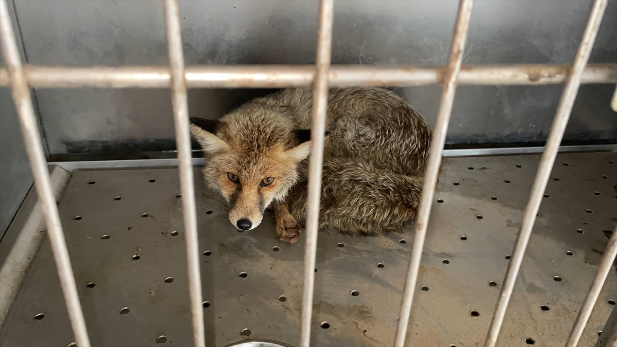 "Av tamamen yasaklanmalı"