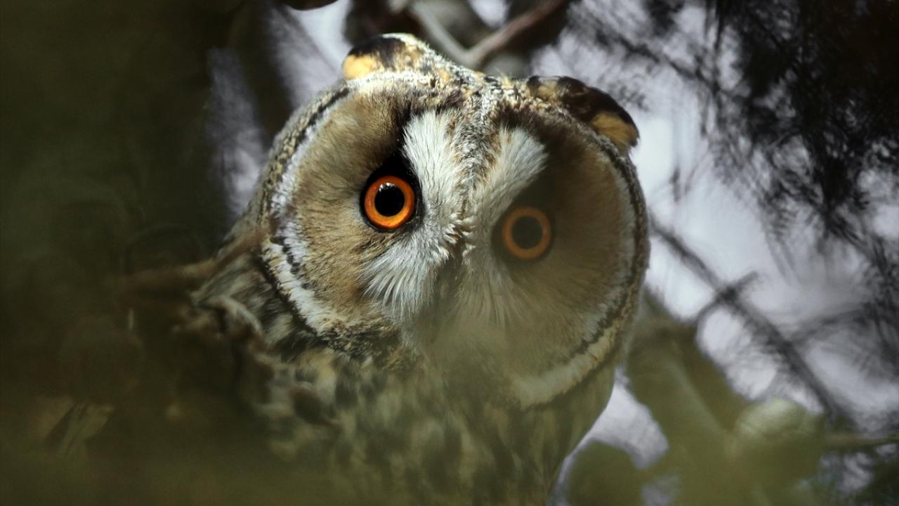 "Yırtıcı kuşlardır ancak insana zarar vermezler"