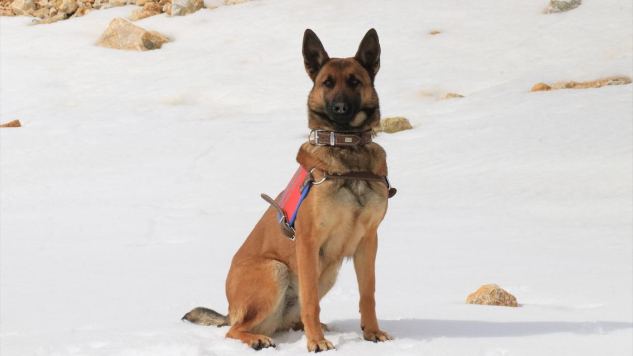 "Özellikle patlayıcı madde tespitinde kullanıyoruz"