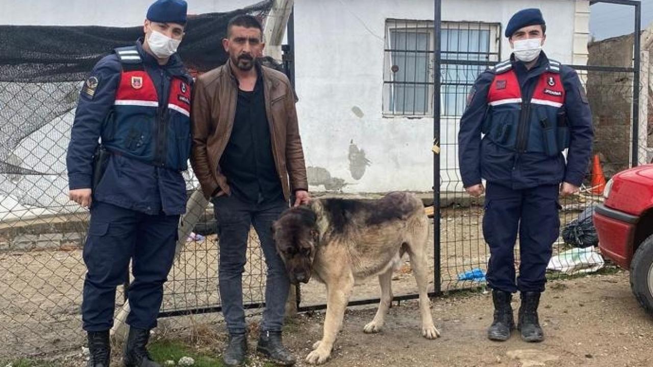 Kırıkkale'de çaldığı köpeği tanınmaması için boyayan şüpheli yakalandı
