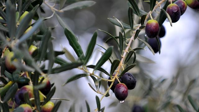 Enerji Bakanlığı: Zeytin ağaçlarının kesilmesi söz konusu değil