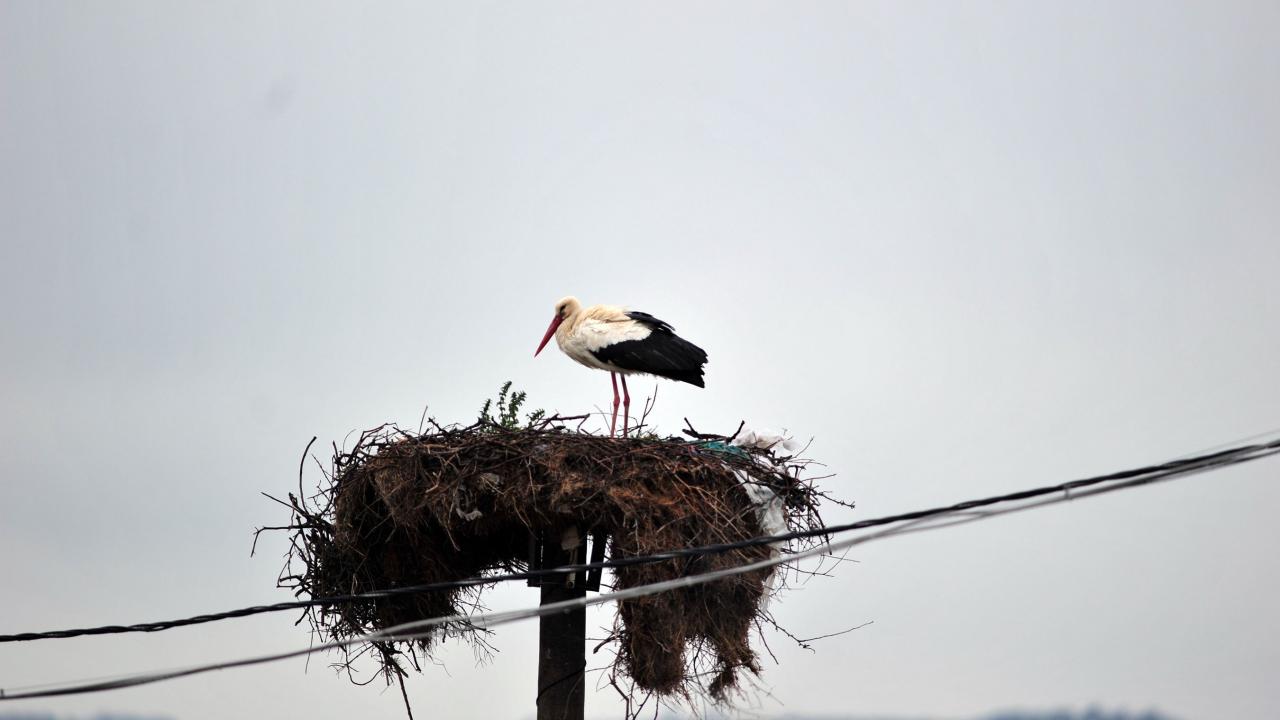 "Yaren ile 6 ay balık avlayıp arkadaşlık edeceğiz"