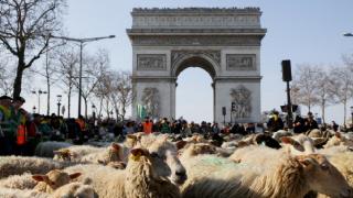 Fransa'nın en ünlü caddesinde koyun korteji