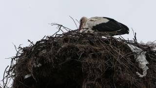 Yaren leylek 11'inci göç yılında da Uluabat Gölü'ndeki yuvasında