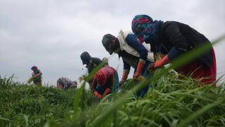 Kadınlar Günü'nü tarlada çalışarak geçiriyorlar