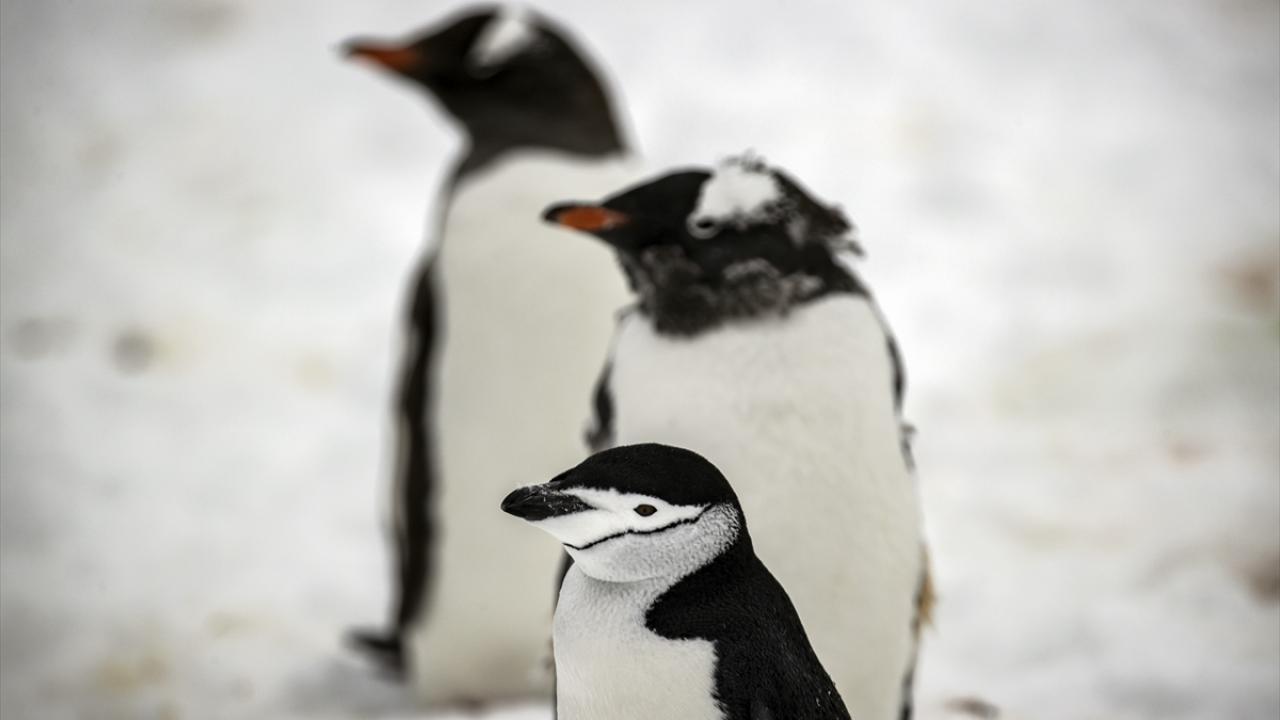 "Buzulları kaybetmek canlılığı da kaybetmektir"