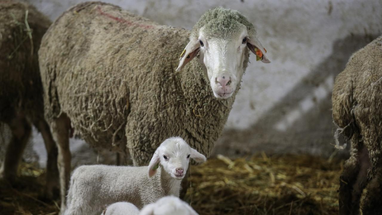Elit sürü çalışması başladı