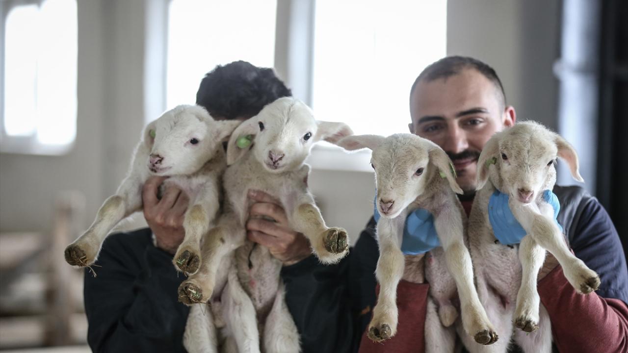 "Bu sezon 1600-1650 arasında kuzu doğumu bekliyoruz"