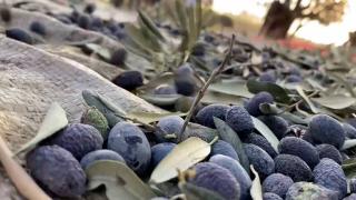 Zeytinyağı üretimi yüzde 35 arttı