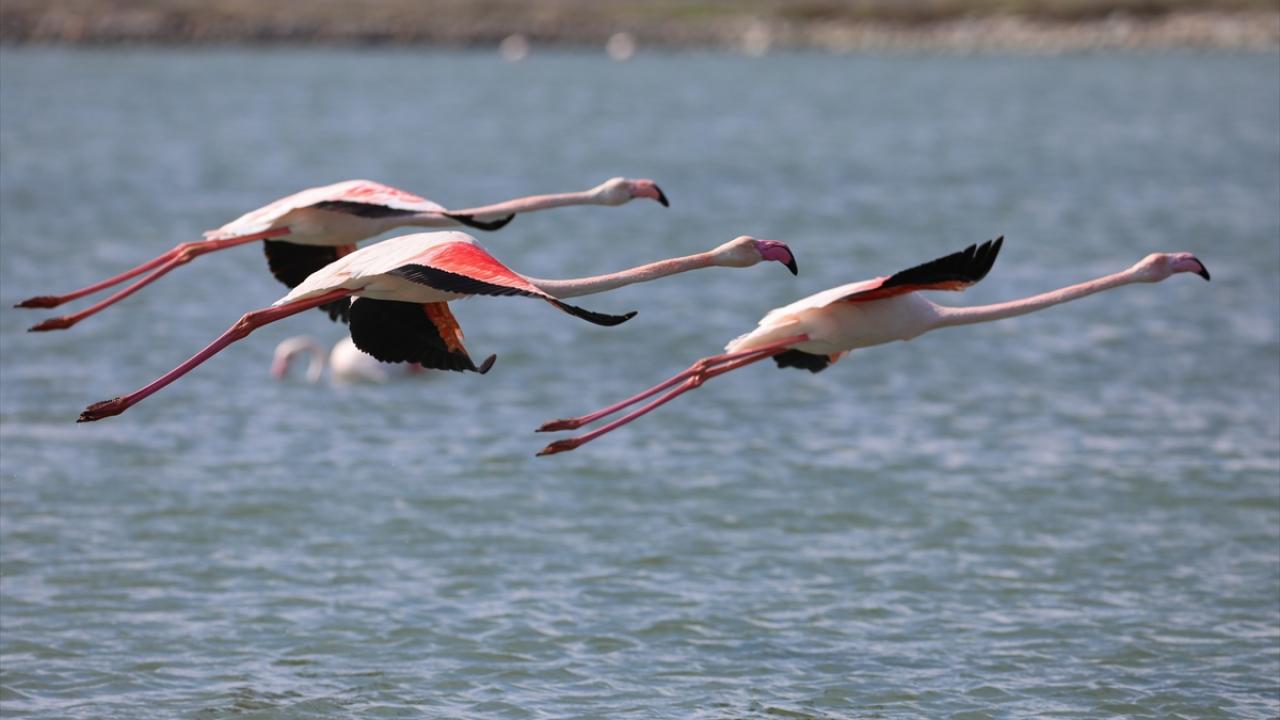 "Lokal müdahalenin de önü açılır"