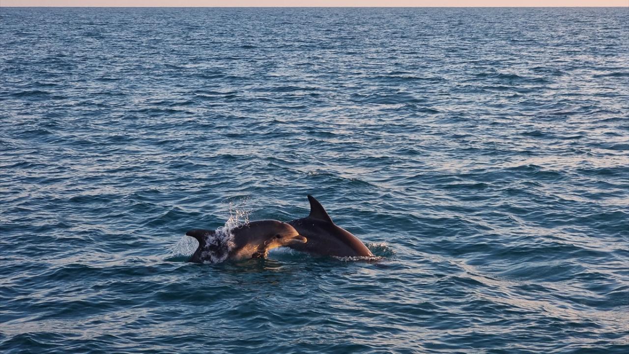 "Amacımız, denizde koruma alanları oluşturulmasına yardımcı olmak"