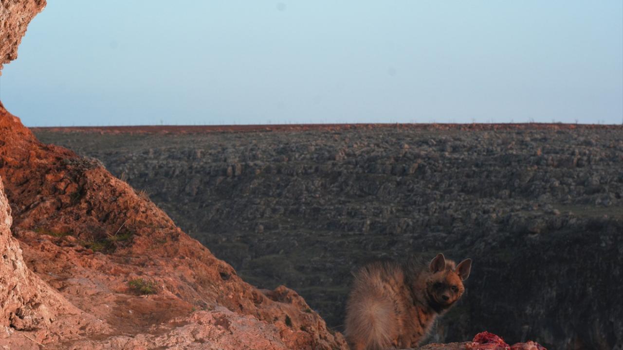 Çizgili sırtlanların peşine düştü