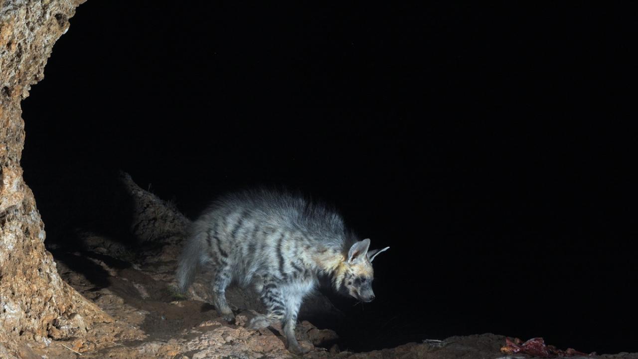 "Yaban hayvanları için bir rehabilitasyon merkezi kurmayı düşünüyorum"