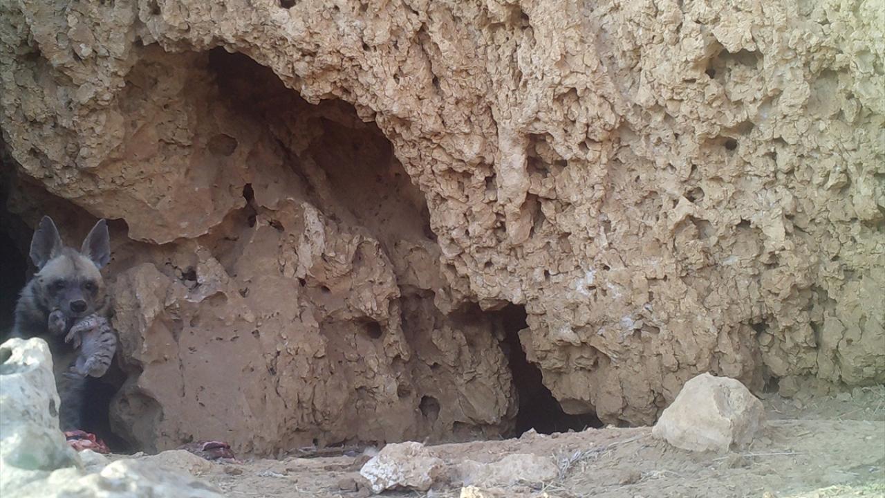 "Çizgili sırtlanı ağzında yavrusuyla görüntülemeyi başardığım için kendimi şanslı hissediyorum"