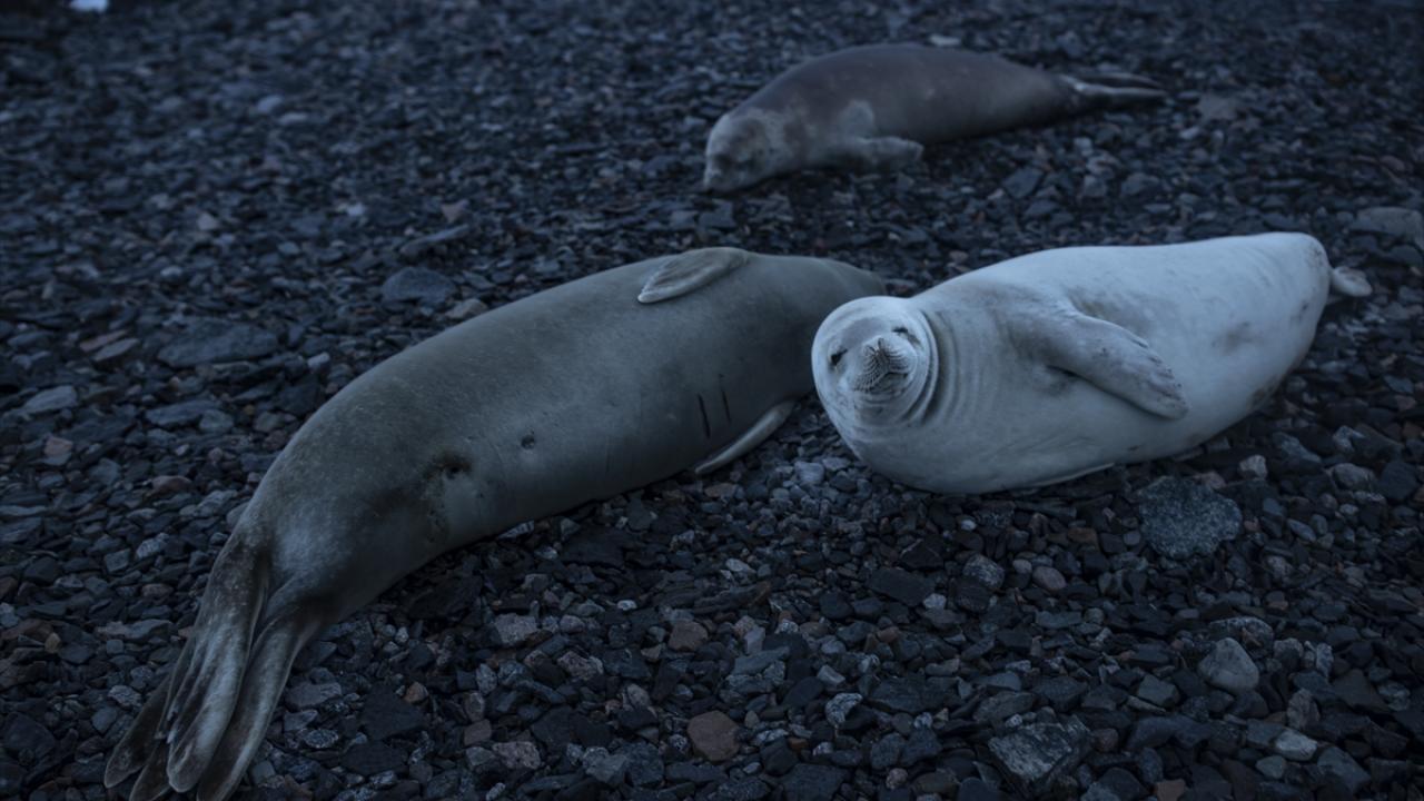 Gelecekteki güvence