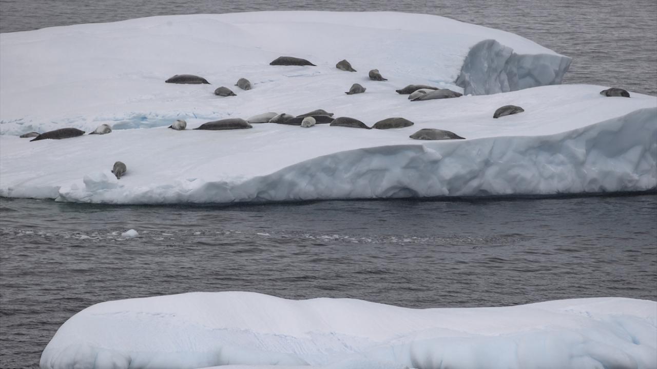 10 metreden fazla yaklaşılması yasak