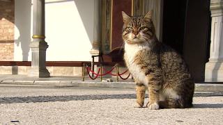 Topkapı Sarayı'nın 'kedi kapısı' bugünlerde 'Mülayim'e emanet