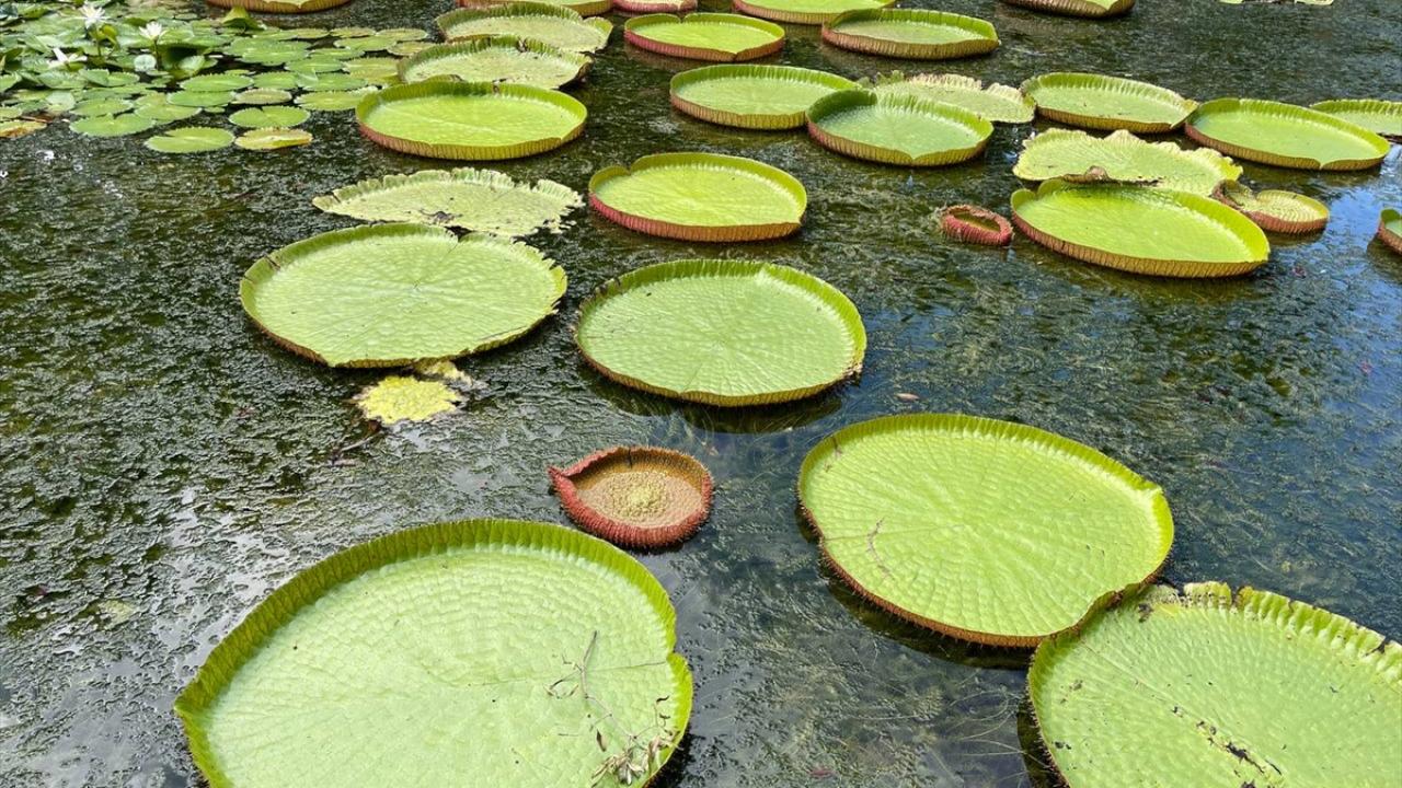 Dodo kuşunun anavatanı