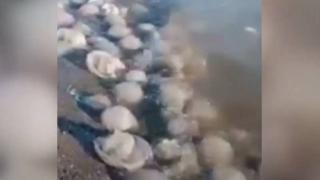 Antalya'da binlerce denizanası kıyıya vurdu