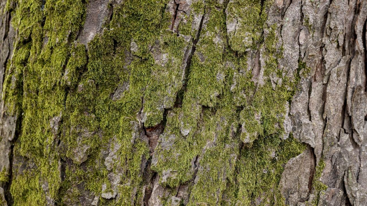 "Yılda bir tomografiyle çürüme takip edilebilir"