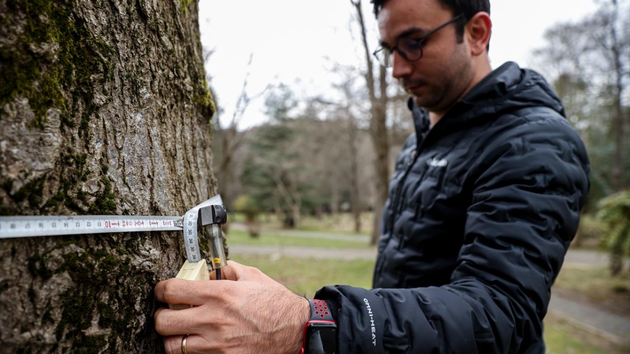 Ağaçların görünmeyen kısımları da inceleniyor