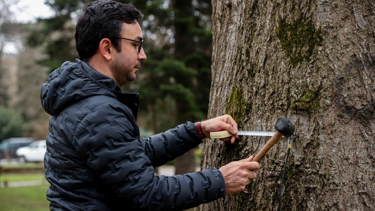 En büyük tehlike mantar