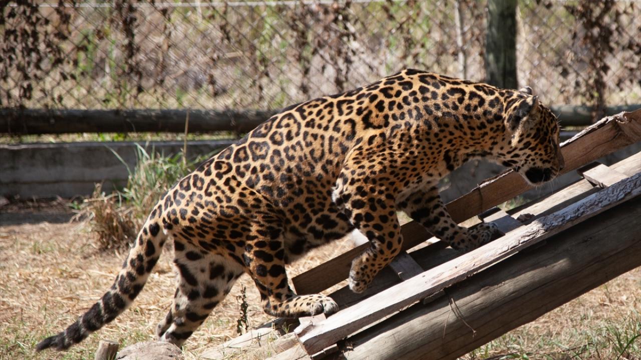 Aşırı kuraklık sulak alanları yok ediyor