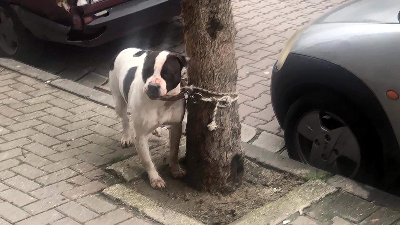 İstanbul'da pitbull, bahçedeki köpeğe saldırdı