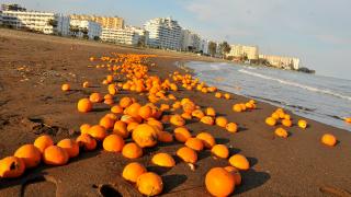 Mersin'de sahili portakallar kapladı