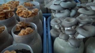 Yalova'da bulunan mantar gen bankasında 2 tür mantar tescillendi