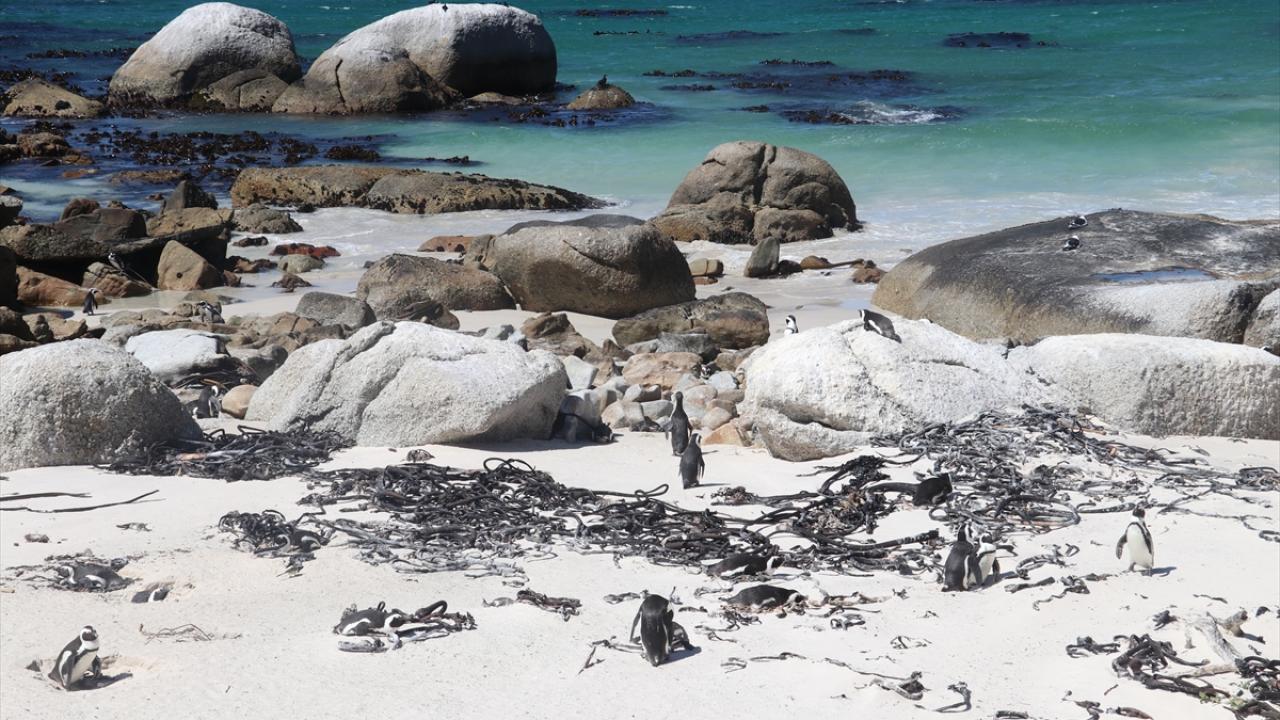 AFRİKA PENGUENLERİNİN NÜFUSU BİR ASIRDA YÜZDE 98`LİK DÜŞÜŞ YAŞADI