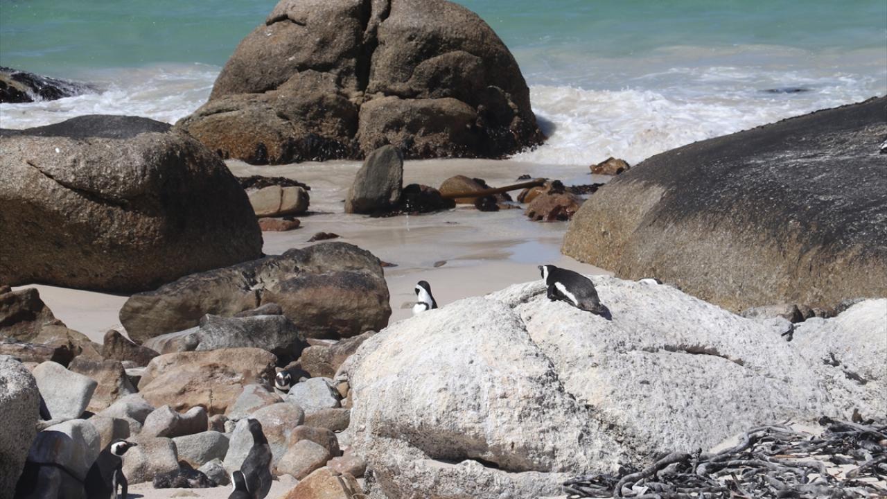 İKLİM DEĞİŞİKLİĞİ, AKARYAKIT SIZINTILARI, DENİZ TRAFİĞİ,...