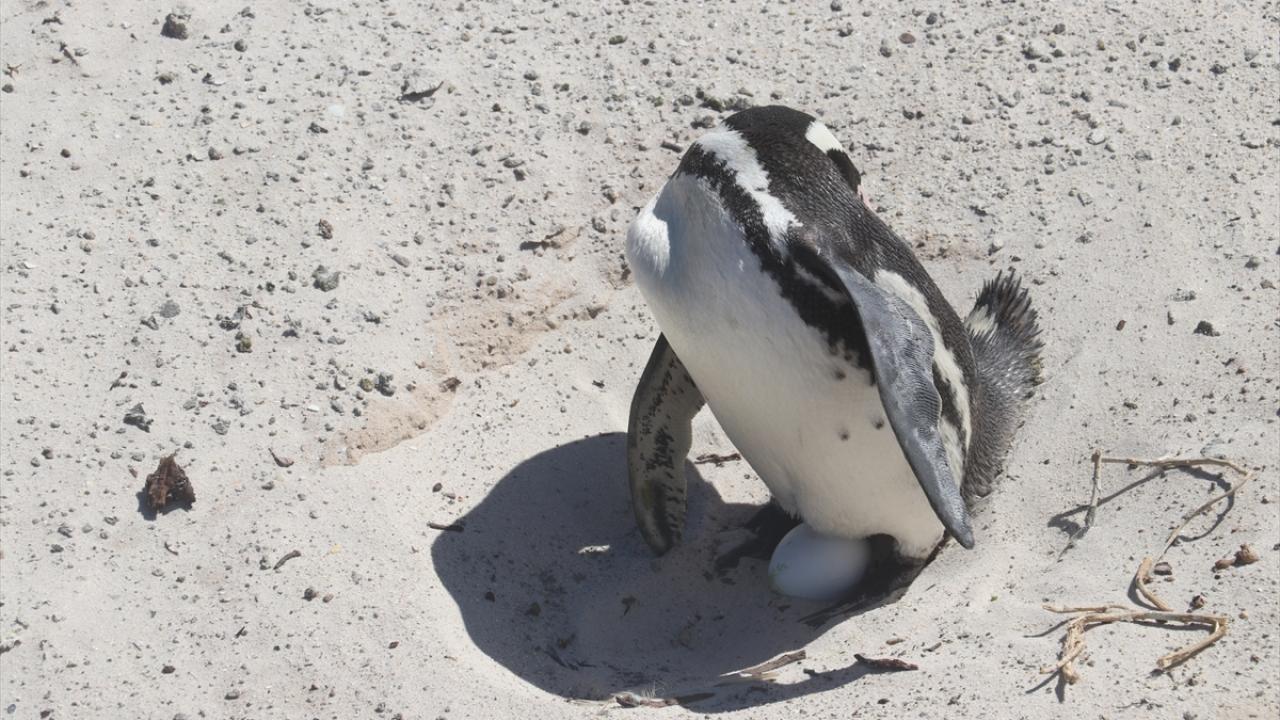 AFRİKA PENGUENLERİ İÇİN ULUSLARARASI GÖNÜLLÜLÜK PROGRAMI