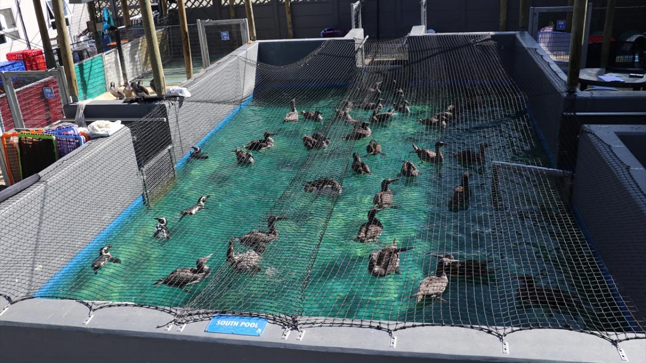 PENGUENLERİN REHABİLİTASYONU