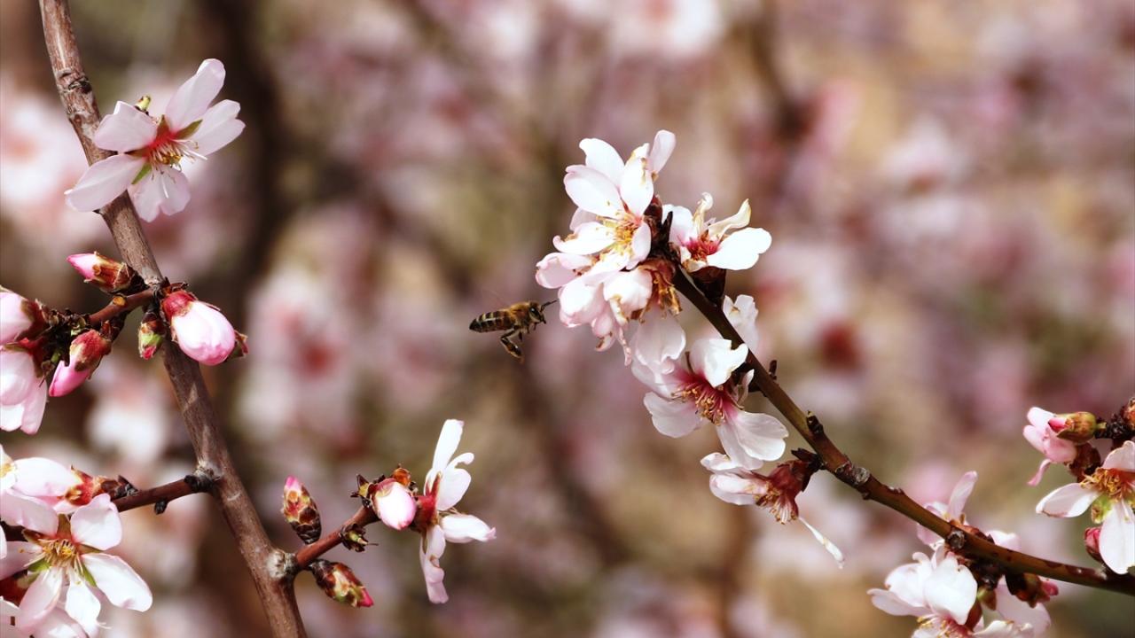 "Bal üretim alanlarına ihtiyacımız var"