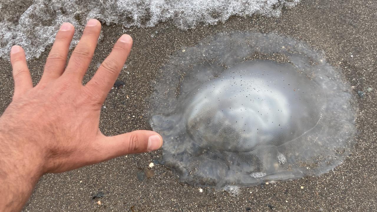 "Çıplak elle kesinlikle dokunulmaması gerekiyor"