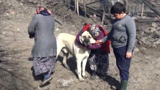"Tatar" isimli köpek köylüleri uyandırarak yangını haber verdi