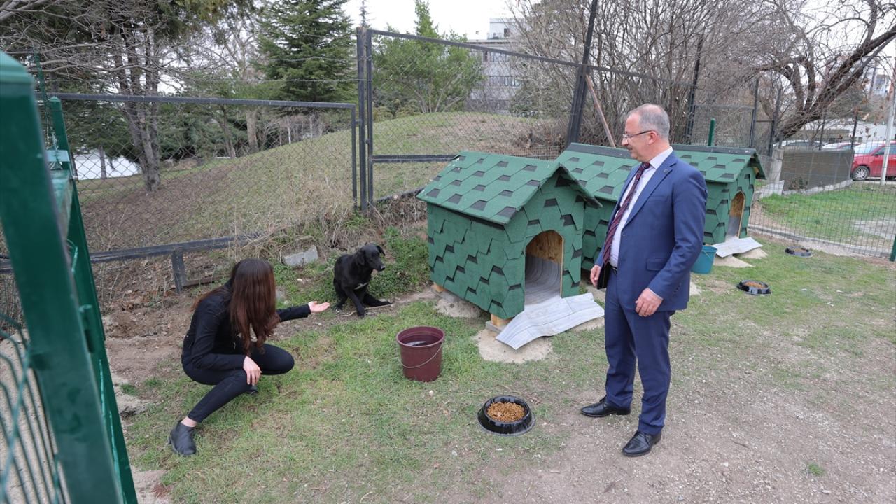 Osmanlı`da köpek yavrularını ezene para cezası uygulaması