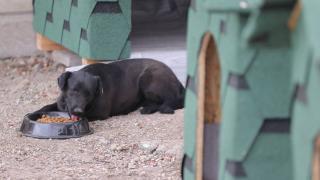 Devlet Arşivleri Başkanlığı bahçesini sahipsiz hayvanlara ayırdı