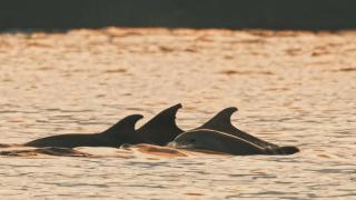 Alman fotoğrafçı İstanbul’un yunuslarını görüntüledi