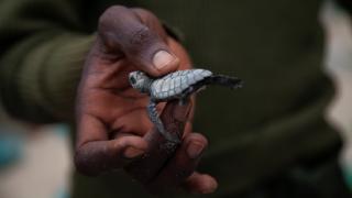 Kongo'nun deniz kaplumbağaları tehdit altında