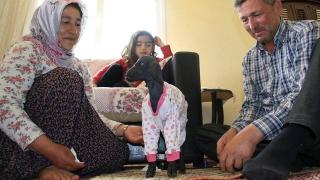 Tüysüz doğan oğlağa üşümesin diye kıyafet giydirdiler