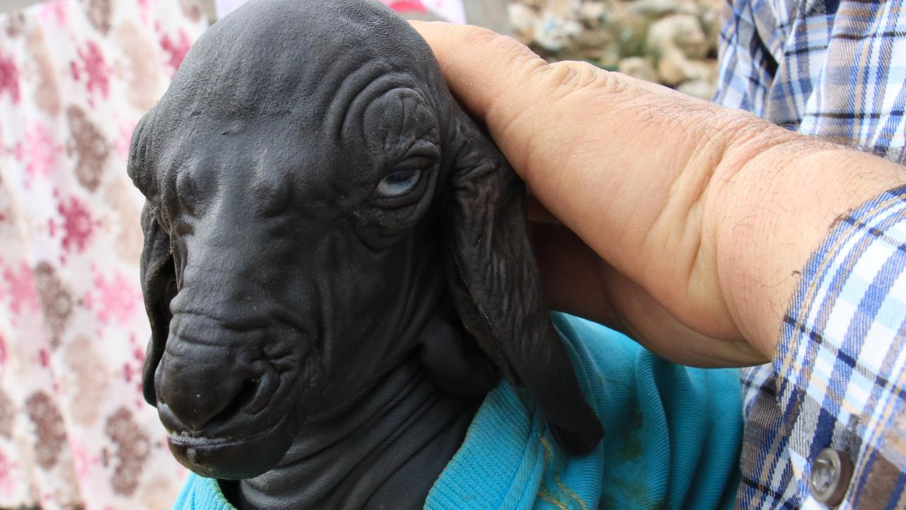 Hiç tüy kökü yok