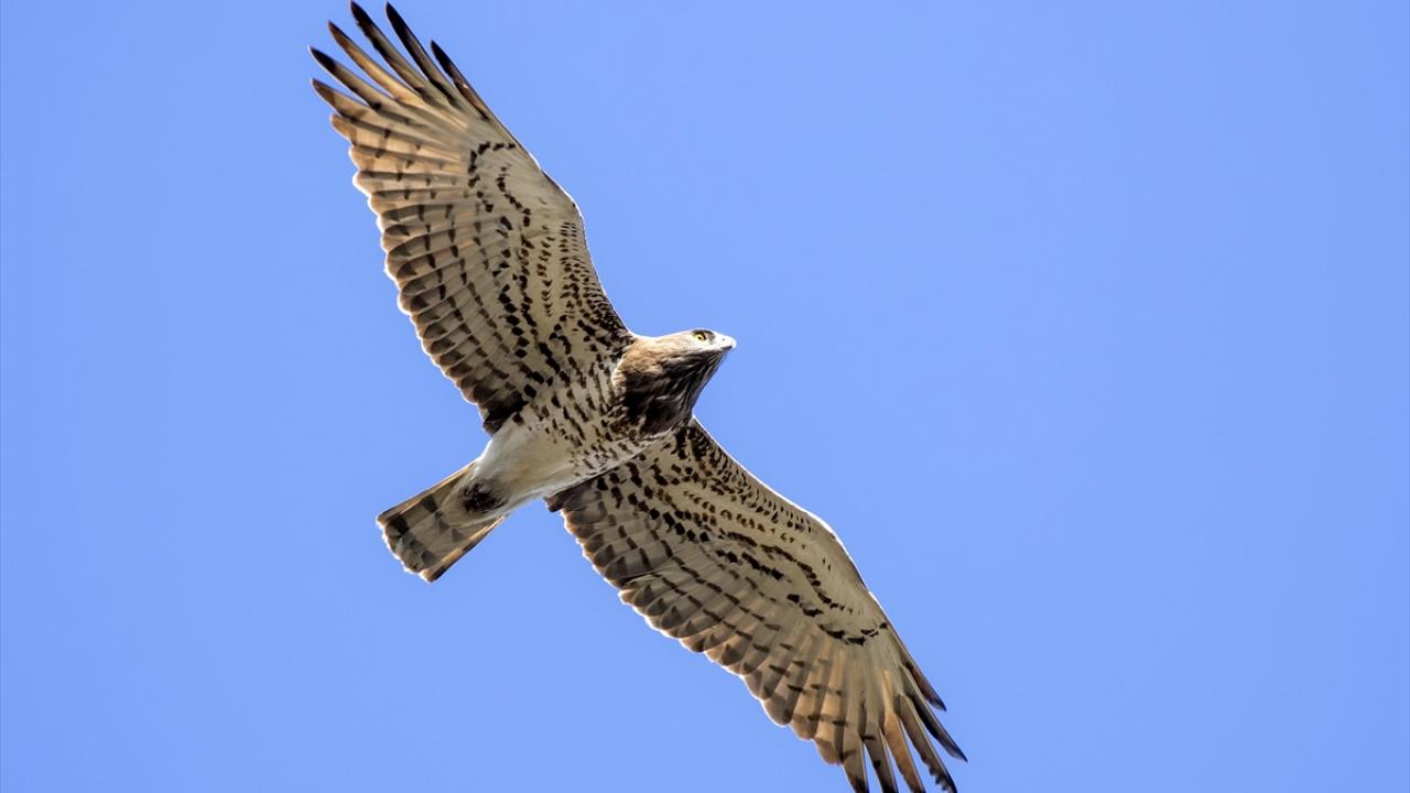 41 yırtıcı kuştan 38`ini gözlemlediler