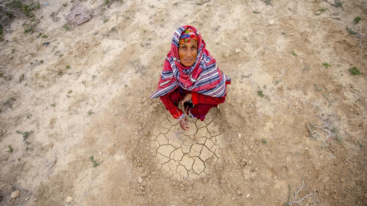 Yeterli su alamayan tohumlar filizlenemedi
