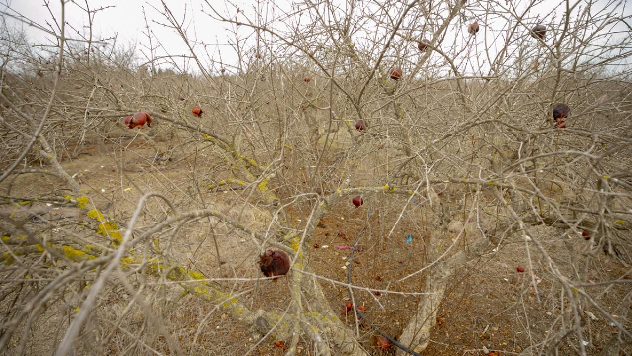 Kuraklık düzensiz göçe neden oluyor