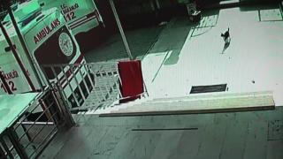 Doğum sancısı çeken kedi sağlık merkezine geldi