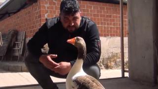 Manisa'da bir çiftçinin kesmek için aldığı kaz can dostu oldu